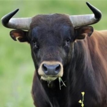 Toro UY