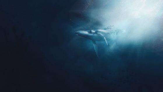 Además de sus grandes reservas BTC, Robinhood es la quinta ballena más grande de Ethereum