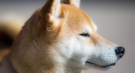 Si invertiste 1.000$ en Shiba Inu en enero de 2021, esto tienes hoy