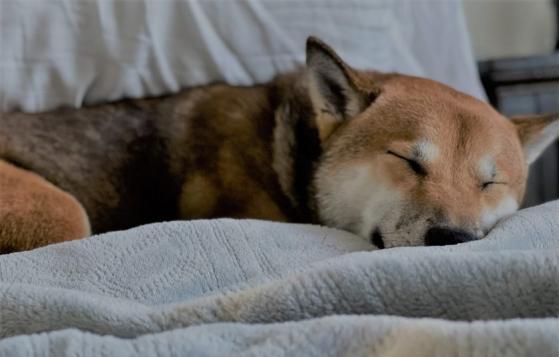 La perrita real que inspiró a Dogecoin, Kabosu, se encuentra en grave estado de salud 