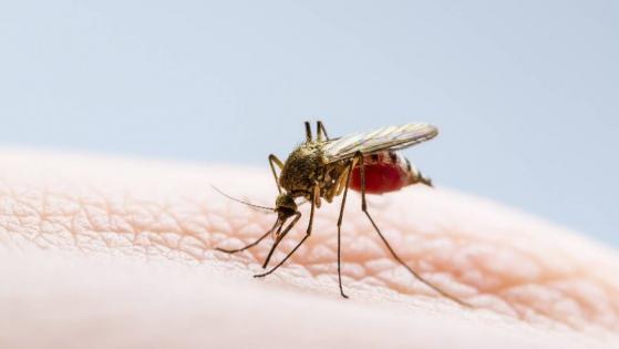 Lluvias amenazan con detonar casos de dengue en México