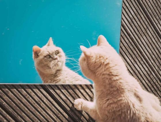 Comerciantes desembolsaron millones de dólares con nuevas memecoins de gatito