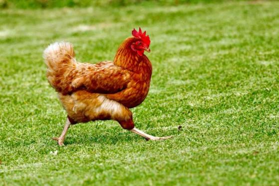 Un comerciante invirtió USD $450 en memecoin de pollo ‘COQ’ y ganó más de USD $2 millones
