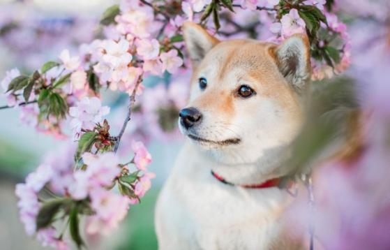 Kabosu, el perrito detrás del famoso meme que inspiró Dogecoin, falleció