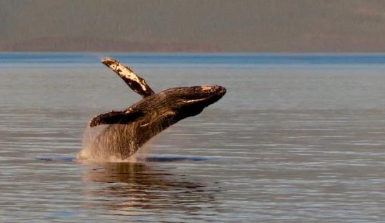 Ballenas invirtieron más de USD $1.800 millones en abril para sumar Bitcoin a sus reservas