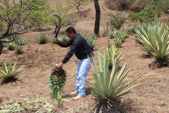 Puebla impulsa economía de la Mixteca a través de apoyos a productores de mezcal