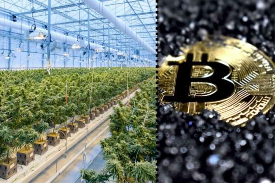 Policía de España perseguía cultivo de marihuana, pero en su lugar halló una granja de minería Bitcoin