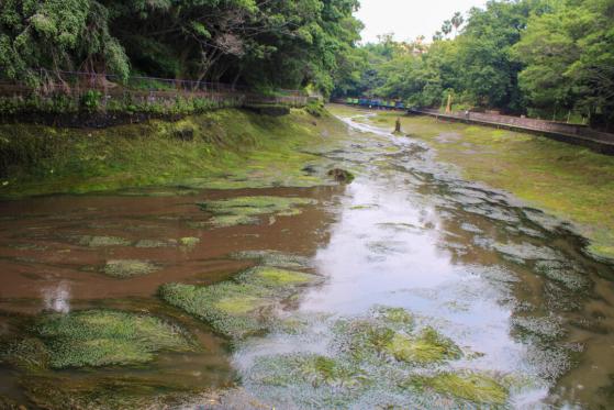 SDS Morelos retirará vegetación en lago del Parque Chapultepec