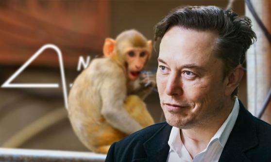 Neuralink, de Elon Musk, en la mira de las autoridades por maltrato animal