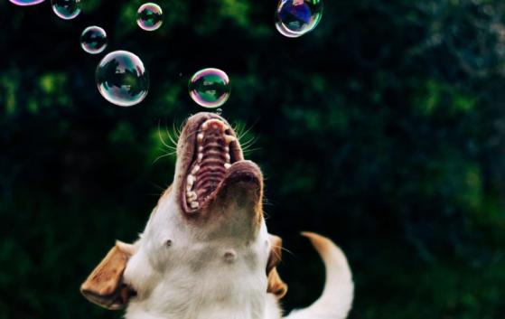 NFT del icónico perro de Dogwifhat se vendió por USD $4,3 millones