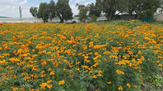 Pueblos originarios de Tecámac conservan la tradición de sembrar flor de cempasúchil