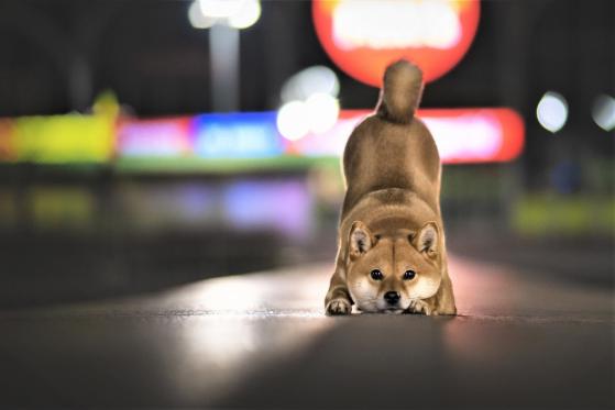 Shiba DAO, juego estratégico de blockchain, banco pierde contra minero de Bitcoin y más noticias