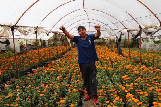 Tlalpan listo para venta de flor de cempasúchil