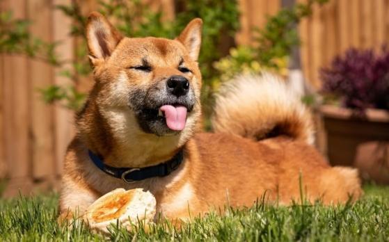 La bolsa japonesa será la primera plataforma con licencia para cotizar Dogecoin