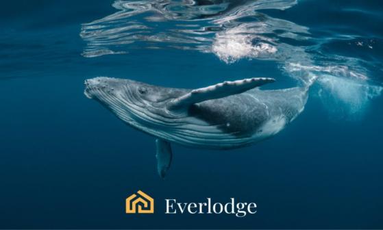 Por qué las ballenas de Ethereum (ETH) y Solana (SOL) están nadando en el océano de Everlodge (ELDG)